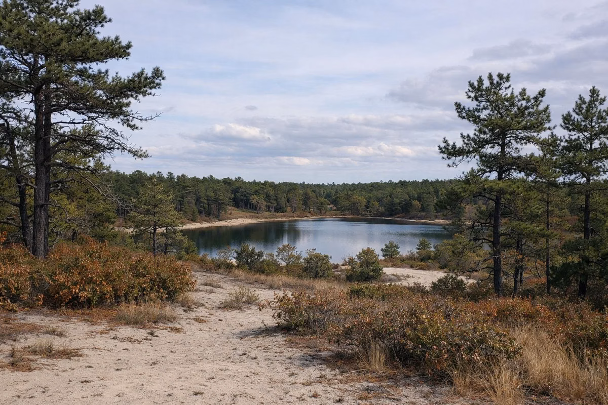 Open pitch pine and scrub oak barrens on sandy ground