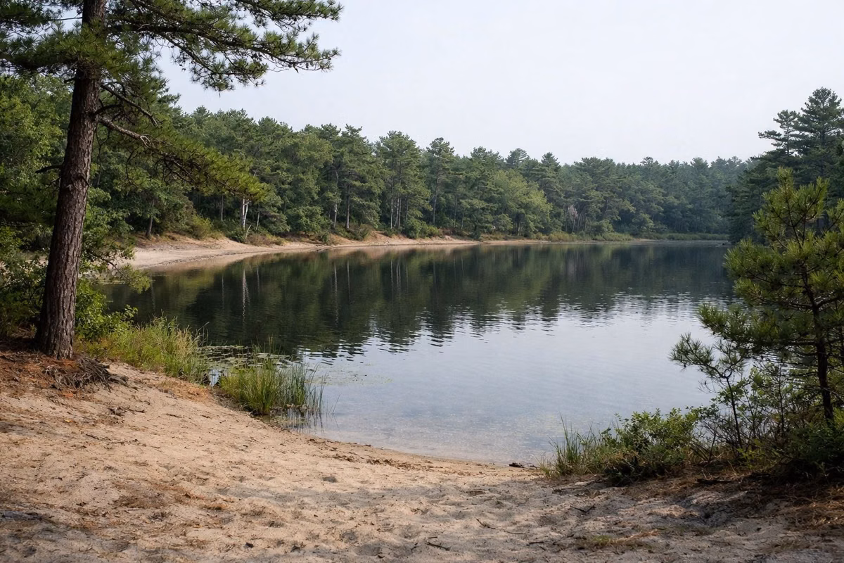 A quiet kettle pond with pitch pines along a sandy shore