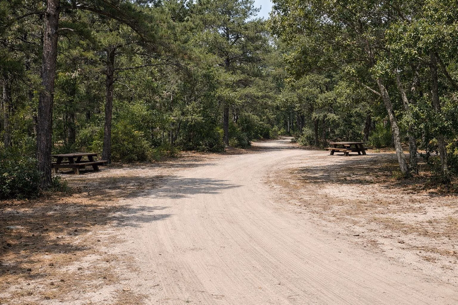 A sandy campground road through pitch pines with picnic tables set back in the trees