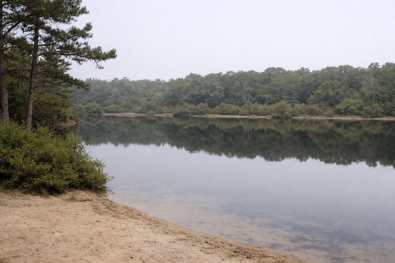 A calm pond with a sandy shore ringed by pitch pines and shrubs