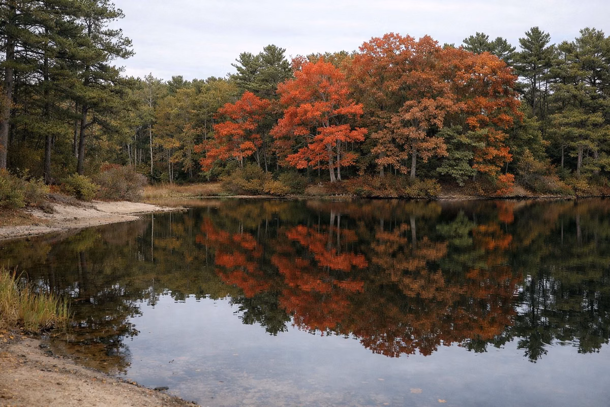 A pond shore with autumn oaks reflected in still water