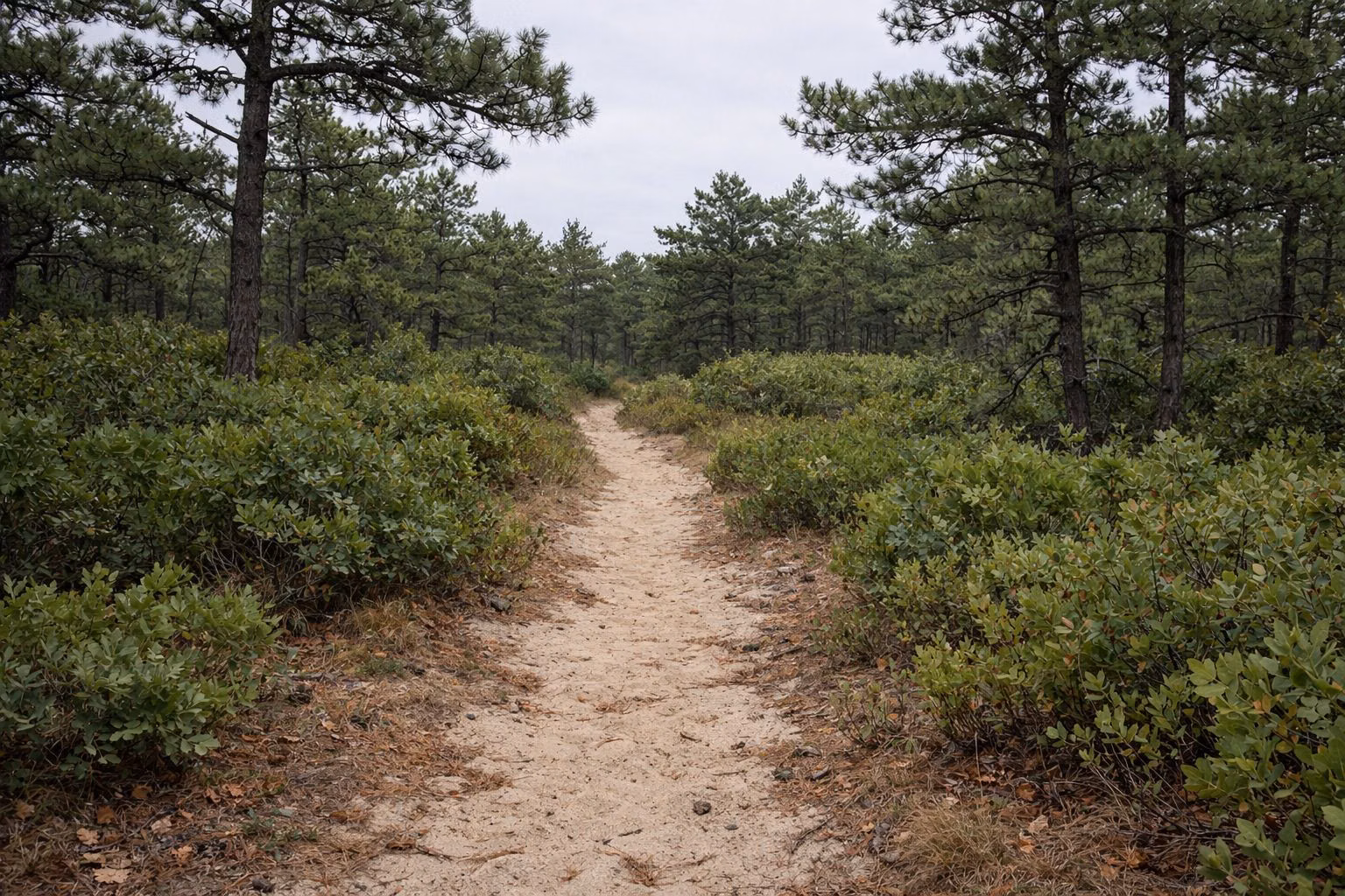 A narrow sandy footpath through open pitch pine woods with low scrub on both sides