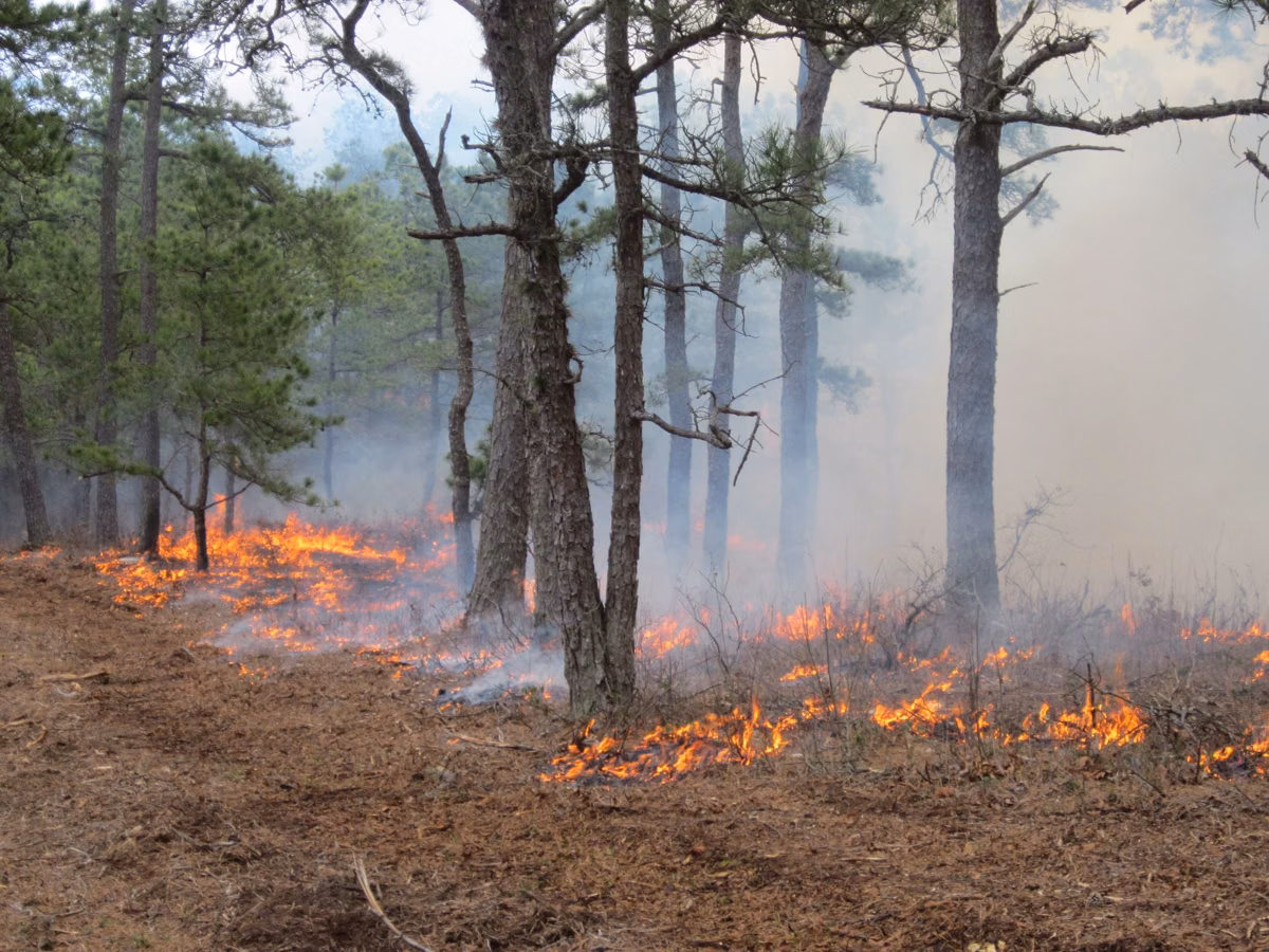 A low prescribed fire burning through the understory of a pitch pine forest
