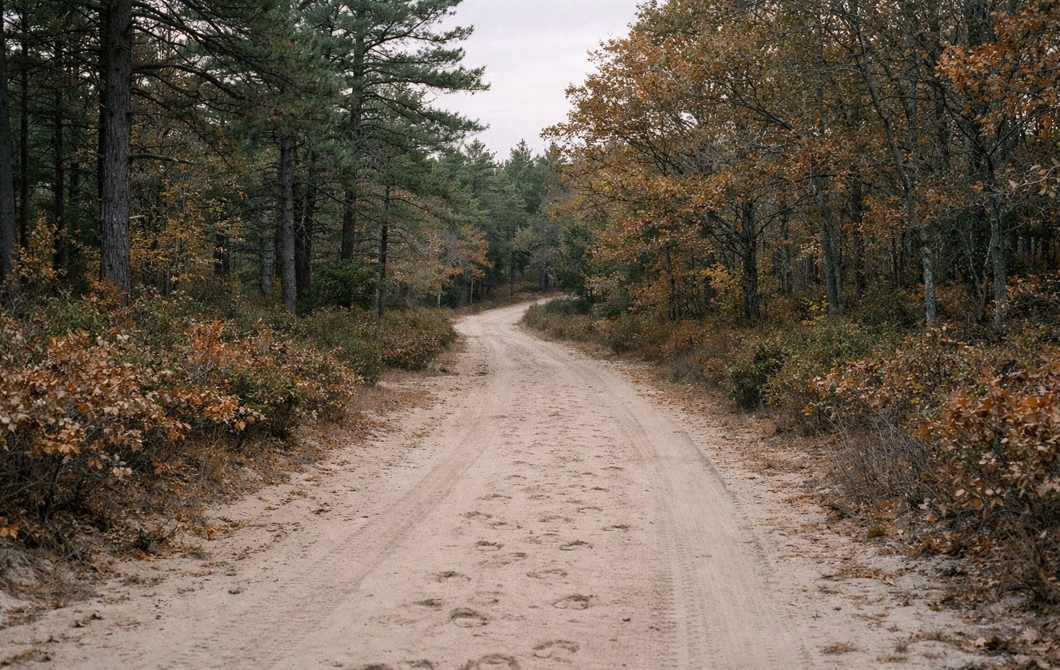 A wide sandy forest road through pitch pines and oaks with hoofprints in the sand