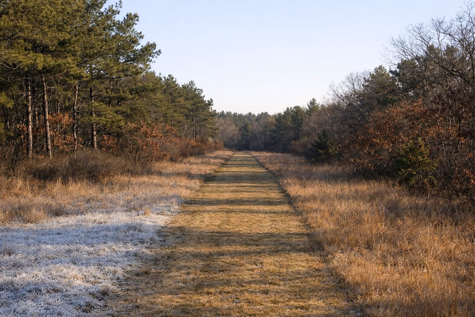 A mowed grassy strip between pitch pines on a frosty autumn morning