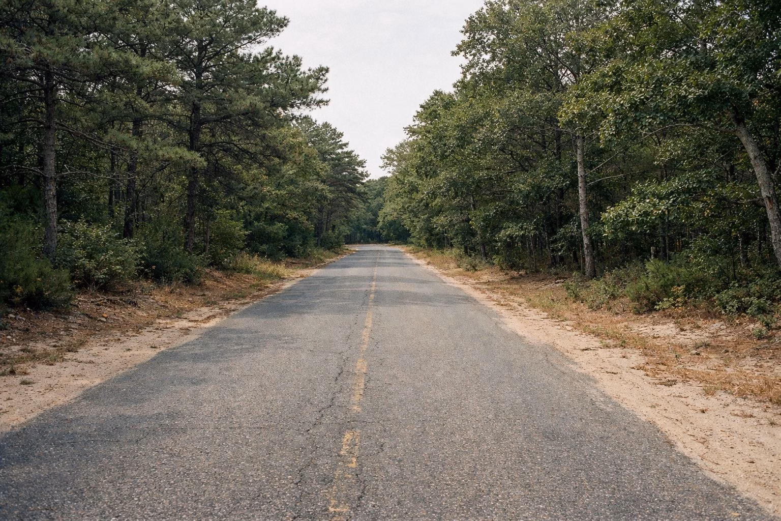 A quiet paved road through pitch pine and oak forest