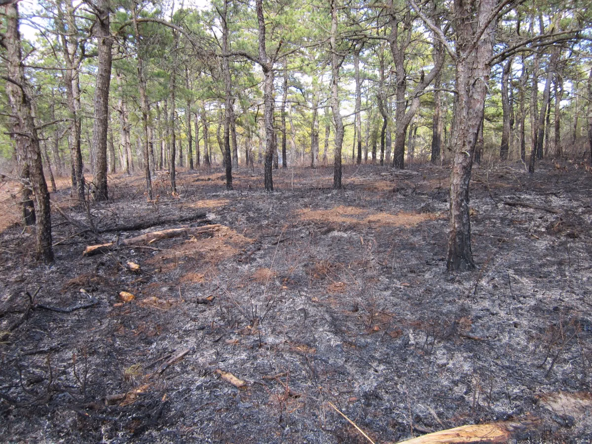 Pitch pines standing over blackened ground after a prescribed burn