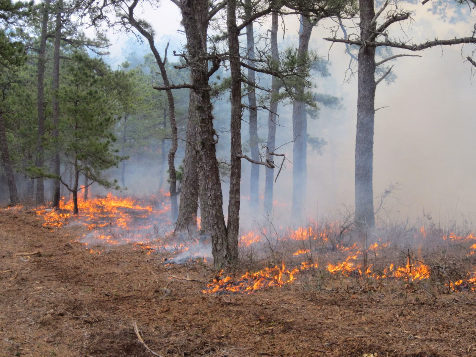 A low prescribed fire burning through the understory of a pitch pine forest