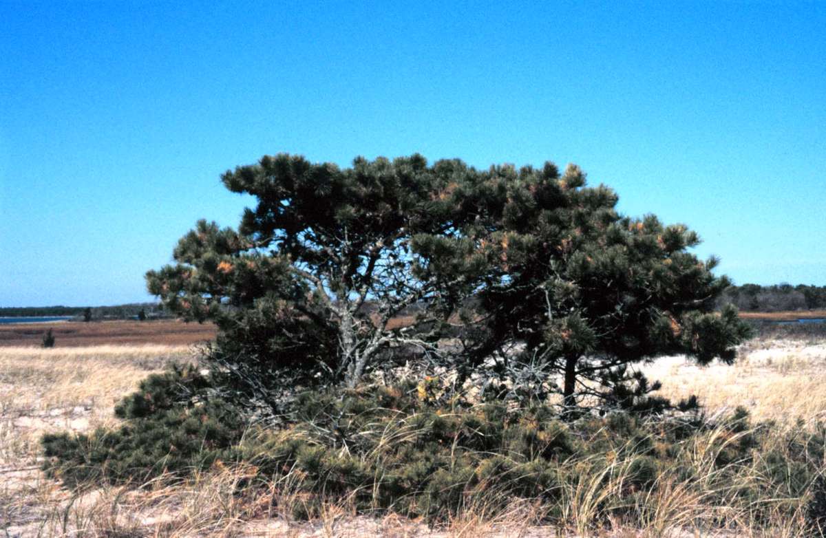 A wide, low pitch pine on sandy open ground